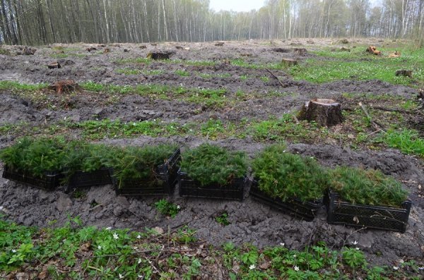 Як на Волині садять ліс. ФОТО